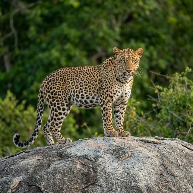 Leopard on a rock