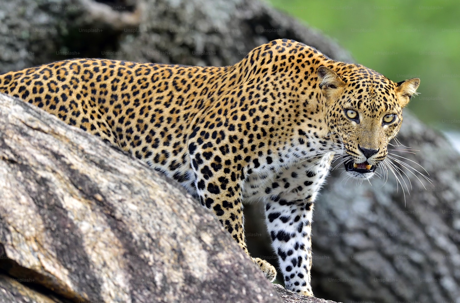 Leopard walking on a rock